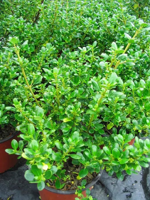 Coprosma Middlemore - Ladybird Nursery