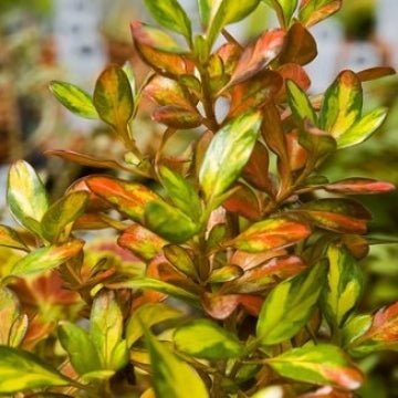 Coprosma Copper Shine - Ladybird Nursery