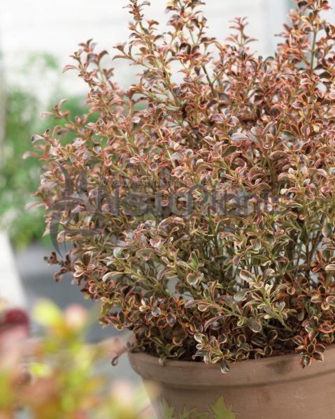 Coprosma Rainbow Surprise - Ladybird Nursery
