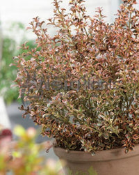 Coprosma Rainbow Surprise - Ladybird Nursery