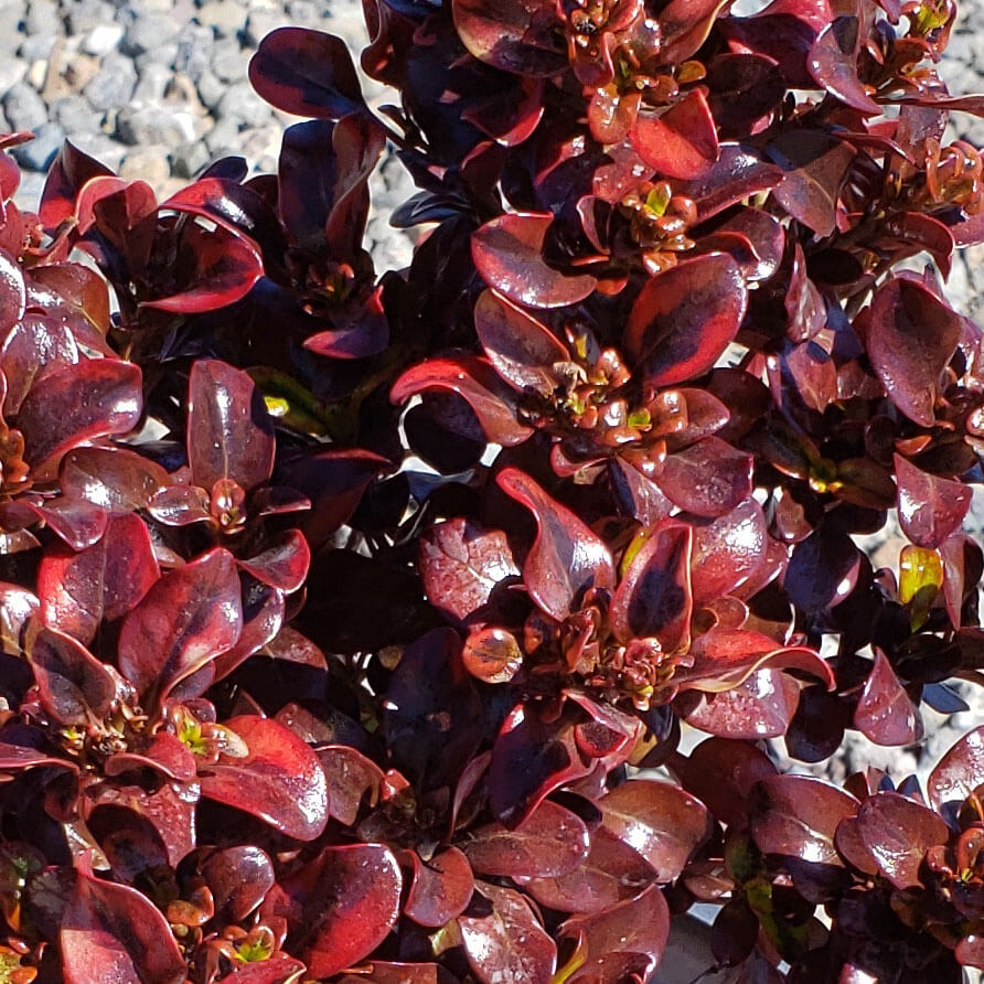 Coprosma Tequilla Sunrise