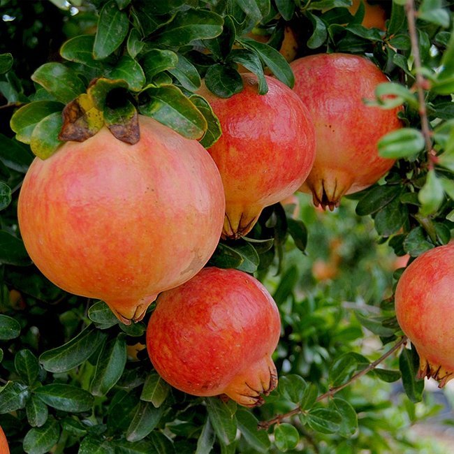 Pomegranate Elche - Ladybird Nursery