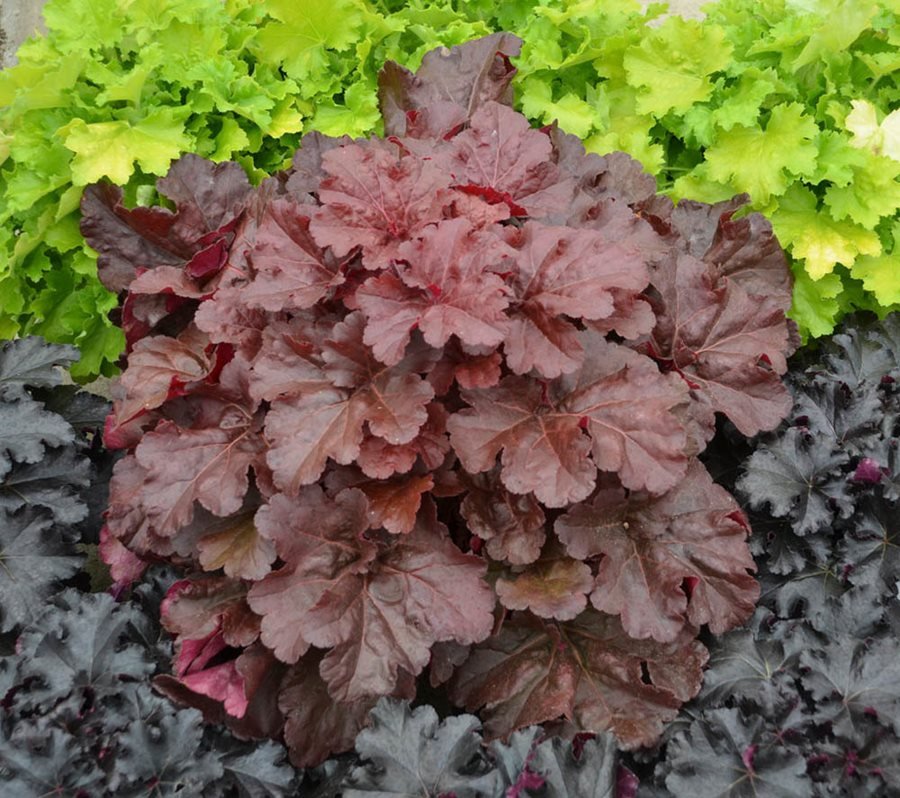 Heuchera Apricot (Heuchera spp.) - Ladybird Nursery