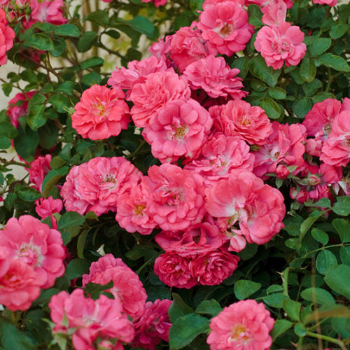 Rose DRIFT® Coral (Rosa)
