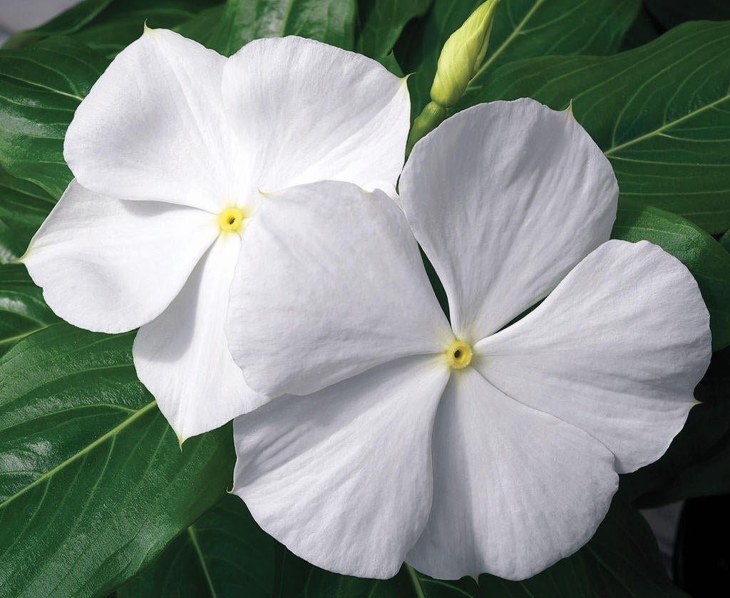 Periwinkle (Vinca White) - Ladybird Nursery