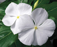 Periwinkle (Vinca White)