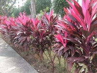Cordyline Nigra (Cordyline fruticosa)