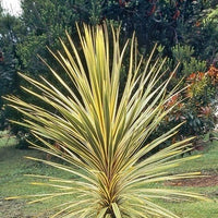 Cordyline Albertii (Cordyline australis) - Ladybird Nursery