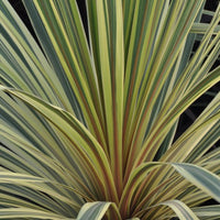Cordyline Albertii (Cordyline australis)