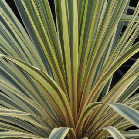 Cordyline Albertii (Cordyline australis)