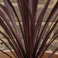 Cordyline Black Knight (Cordyline australis)