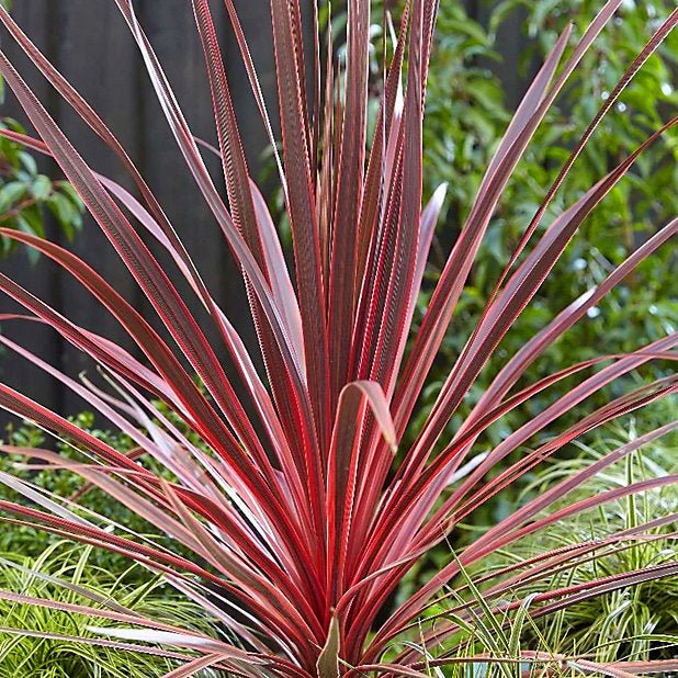 Cordyline Can Can (Cordyline australis) - Ladybird Nursery