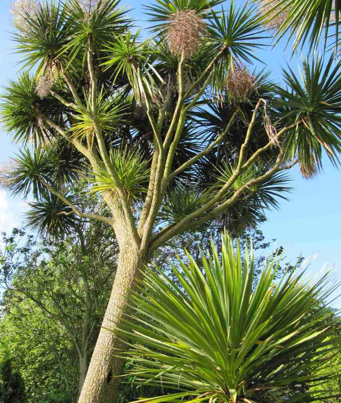 Cordyline (Cordyline australis) - Ladybird Nursery