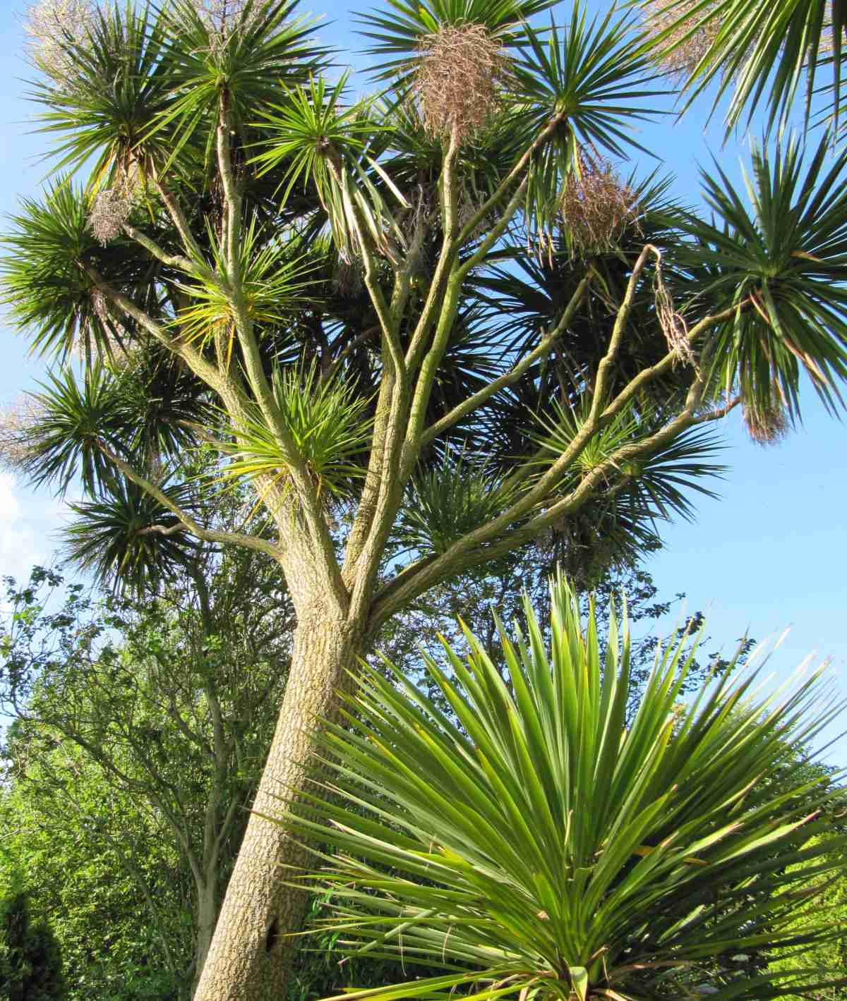 Cordyline (Cordyline australis)