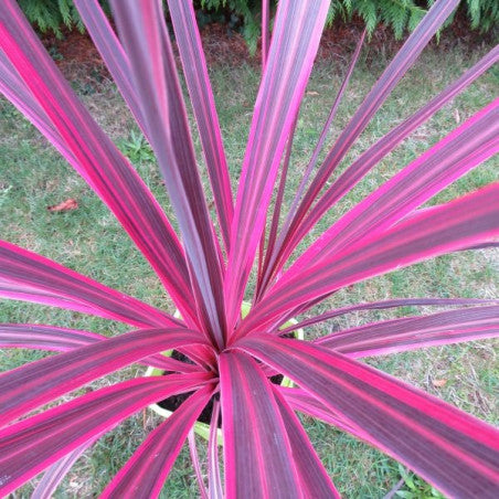Cordyline 'Electric Pink™' (Cordyline banksii)