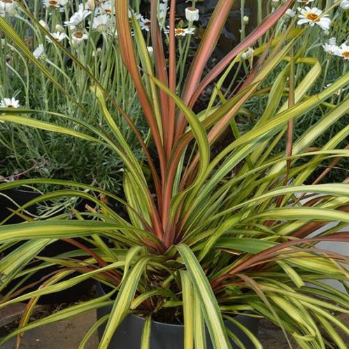 Cordyline Cha Cha™ (Cordyline australis)