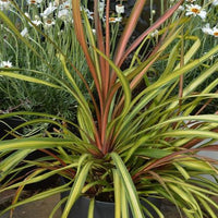 Cordyline Cha Cha™ (Cordyline australis)