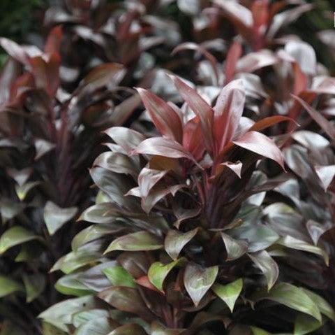 Cordyline (Cordyline compacta)