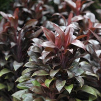 Cordyline (Cordyline compacta) - Ladybird Nursery