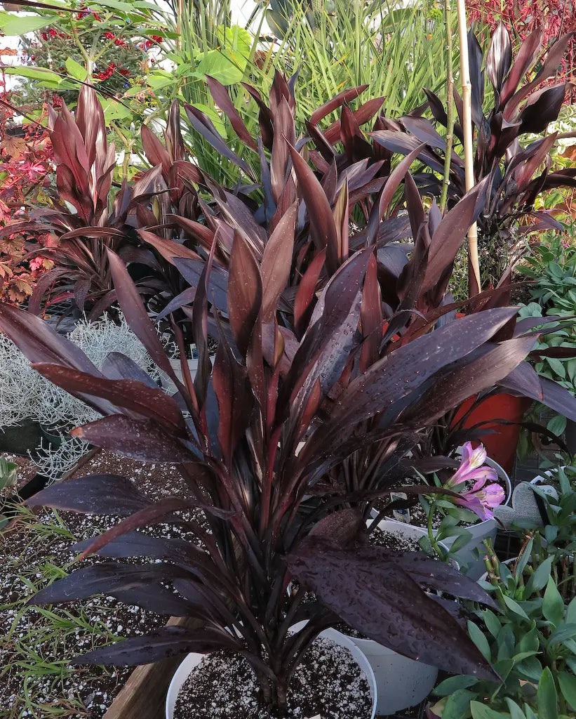 Cordyline Caruba™ Black (Cordyline fruticosa)