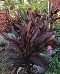 Cordyline Caruba™ Black (Cordyline fruticosa) - Ladybird Nursery