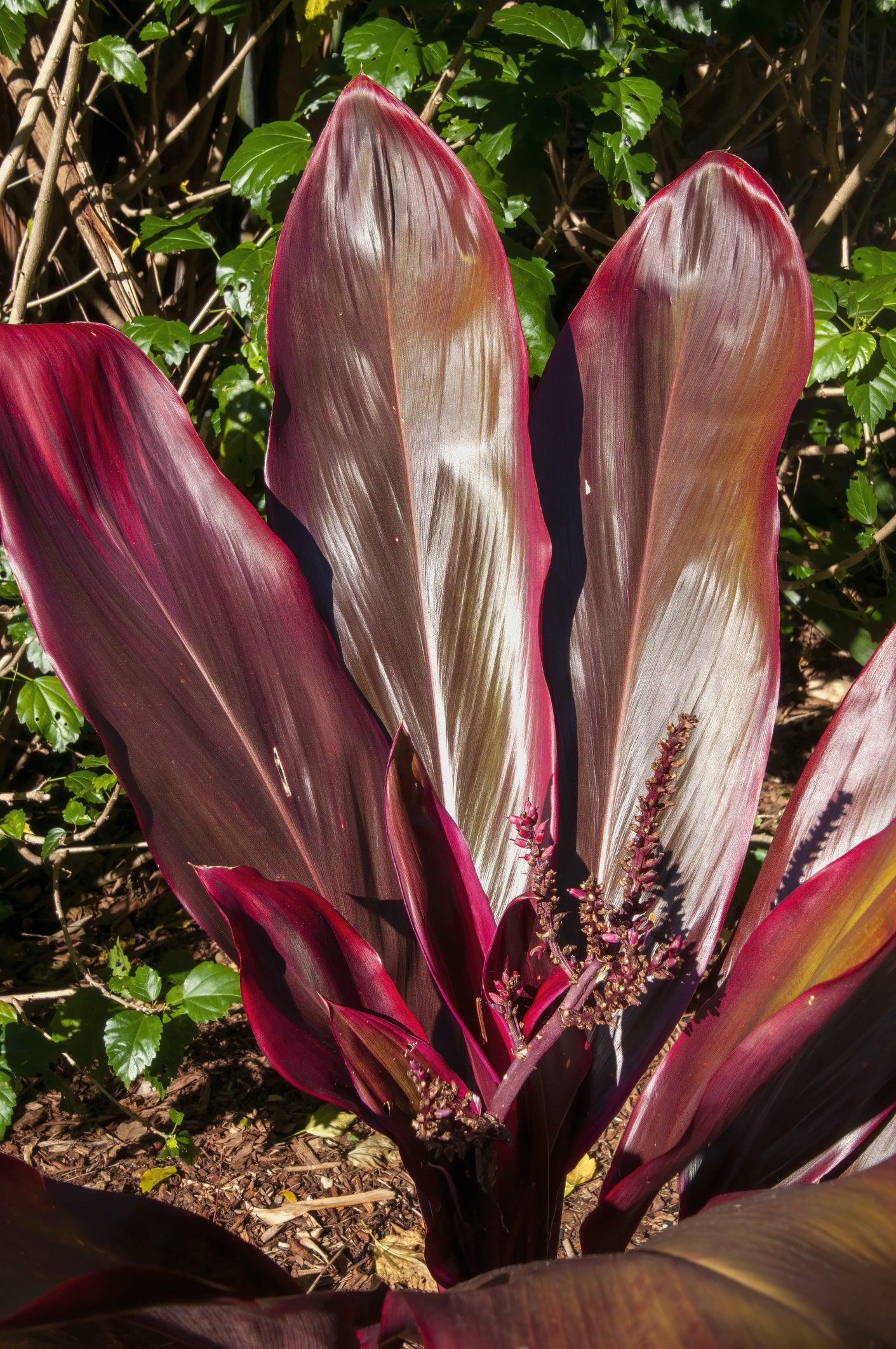 Cordyline (Cordyline fruticosa) - Ladybird Nursery