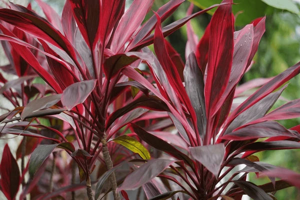 Cordyline 'Firebrand'