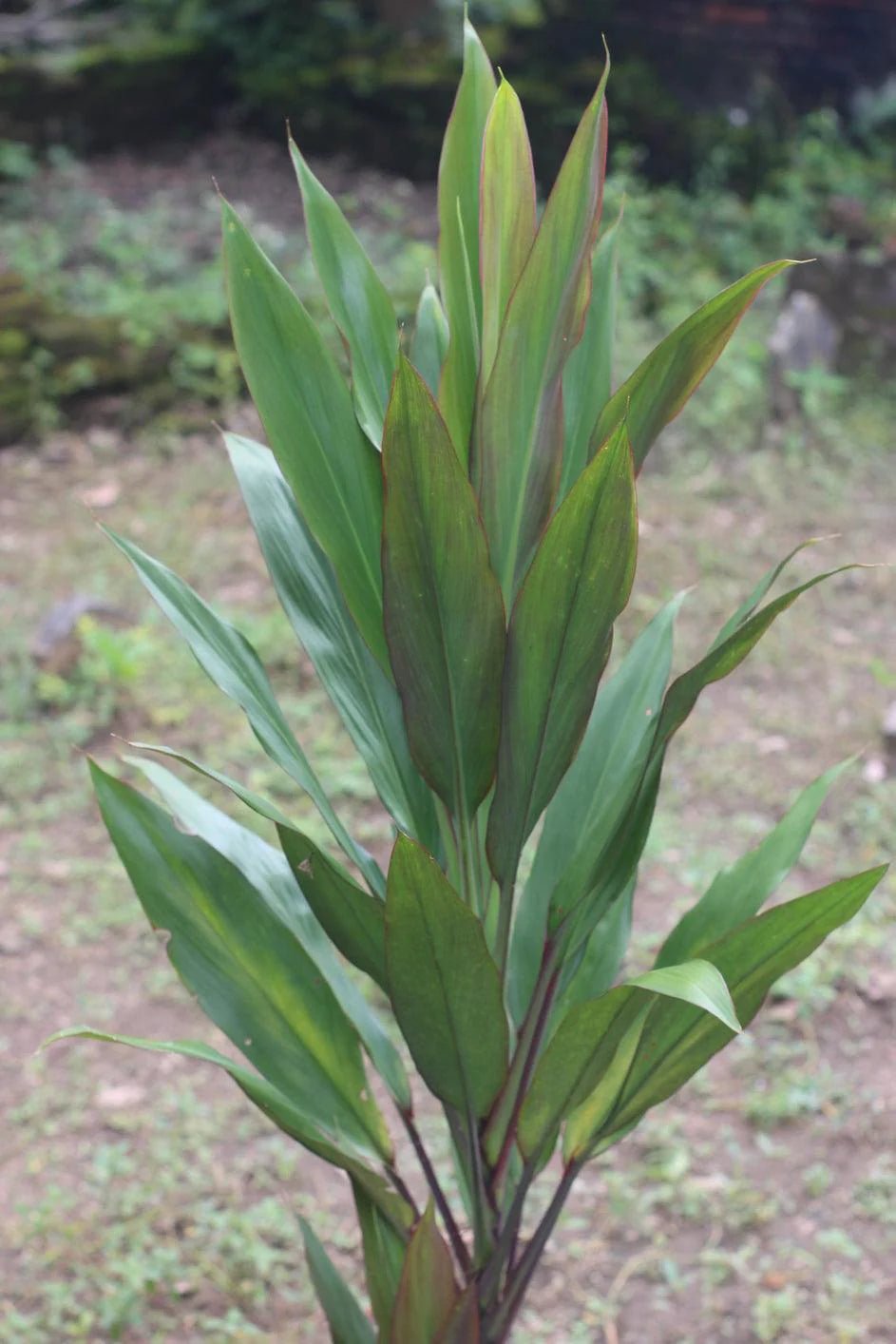 Cordyline Hilo Rainbow (Cordyline fruticosa) - Ladybird Nursery