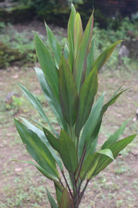 Cordyline Hilo Rainbow (Cordyline fruticosa) - Ladybird Nursery