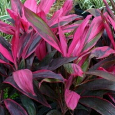 Cordyline John Klaus Red (Cordyline fruticosa) - Ladybird Nursery