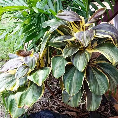 Cordyline 'Miss Andrea' (Cordyline fruticosa) - Ladybird Nursery