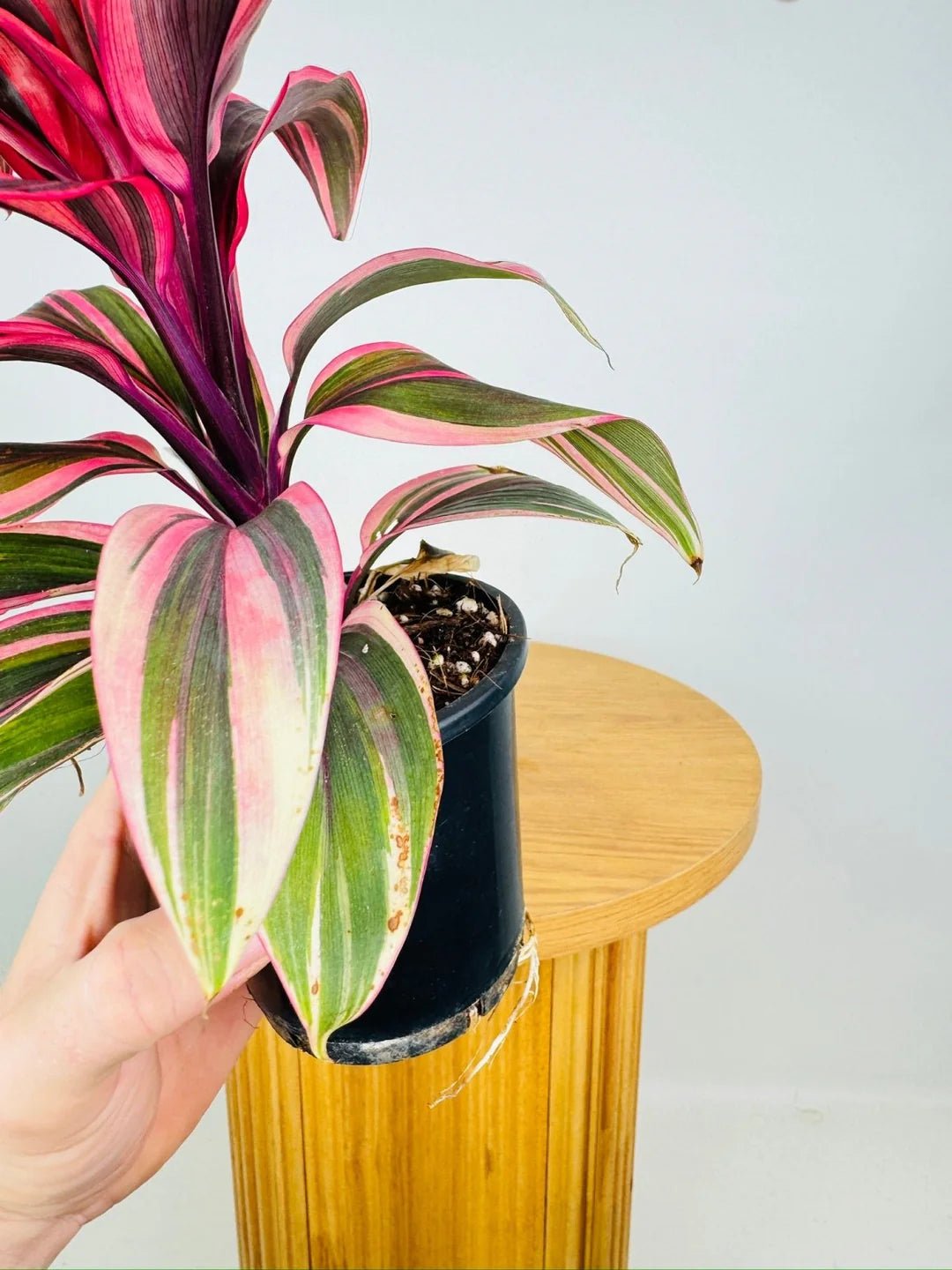 Cordyline Pink Champion (Cordyline fruticosa) - Ladybird Nursery