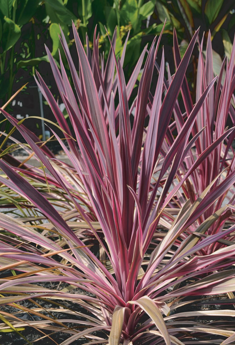 Cordyline Pink Passion™ (Cordyline australis) - Ladybird Nursery