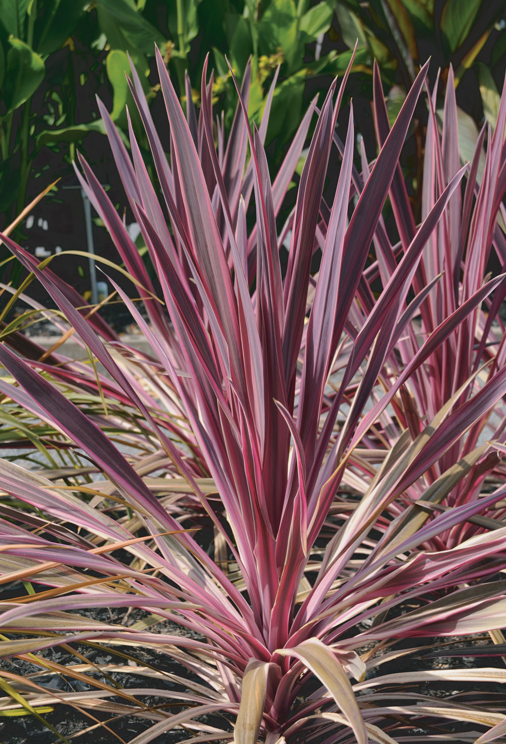 Cordyline Pink Passion™ (Cordyline australis)