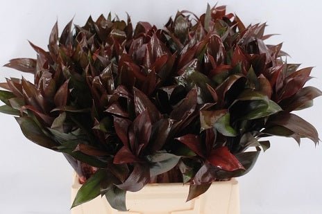 Cordyline (Cordyline compacta) - Ladybird Nursery