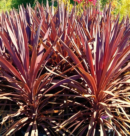 Cordyline Red Sensation (Cordyline australis) - Ladybird Nursery