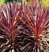 Cordyline Red Sensation (Cordyline australis)
