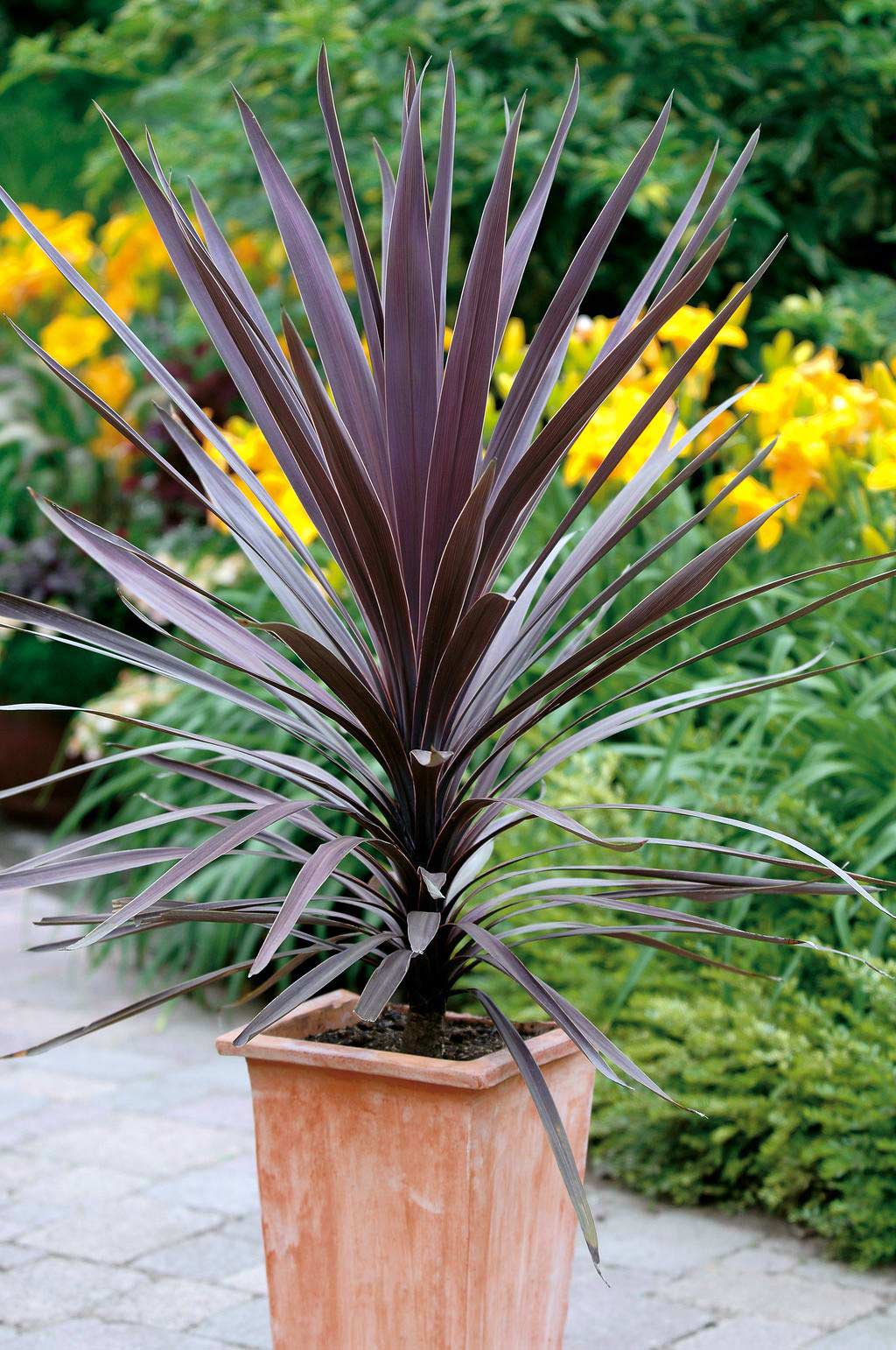 Cordyline Red Star (Cordyline australis)