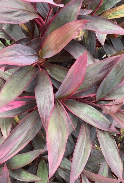 Australian Native Palm Lily (Cordyline rubra) - Ladybird Nursery