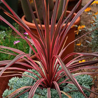 Cordyline Salsa (Cordyline australis) - Ladybird Nursery