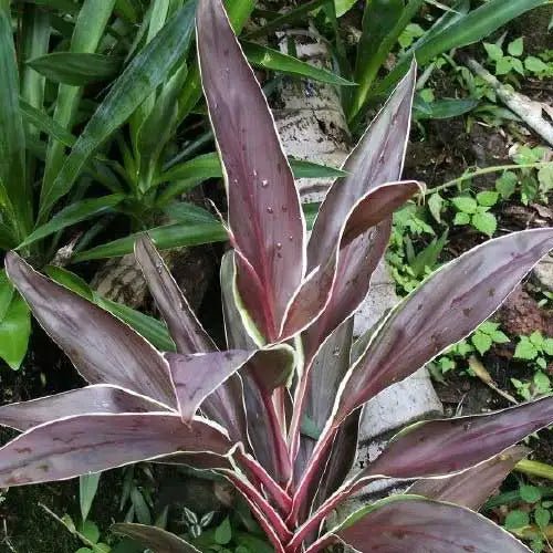 Cordyline 'Tartan' - Ladybird Nursery