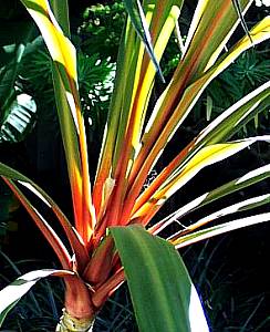 Cordyline Sundance (Cordyline australis)