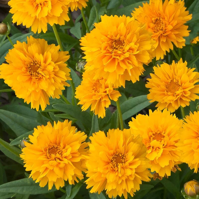 Tickseed Early Sunrise (Coreopsis grandiflora) - Ladybird Nursery