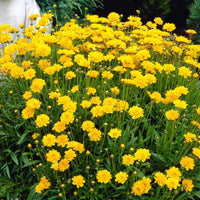 Tickseed Early Sunrise (Coreopsis grandiflora) - Ladybird Nursery