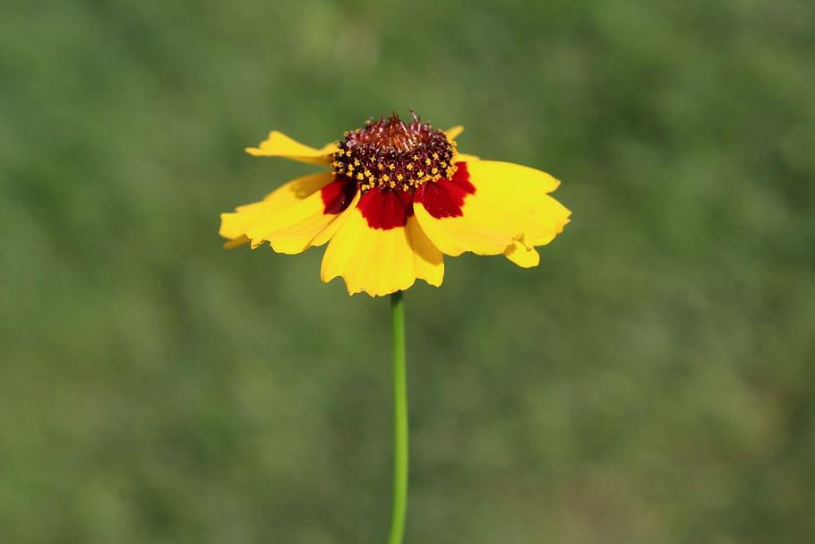 Tickseed Nugget (Coreopsis Gold)