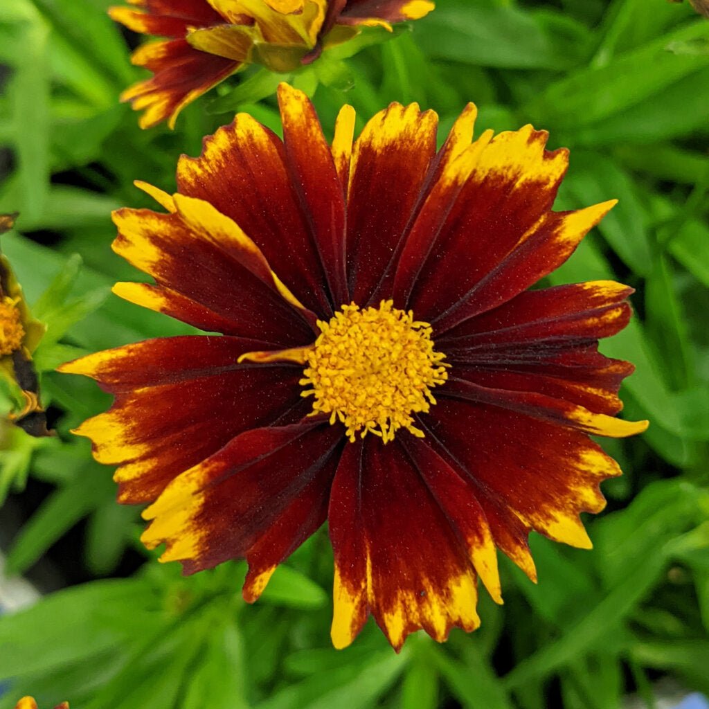 Tickseed (Coreopsis UpTick™) - Ladybird Nursery