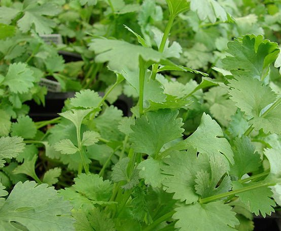 Coriander (Pickup Only) - Ladybird Nursery