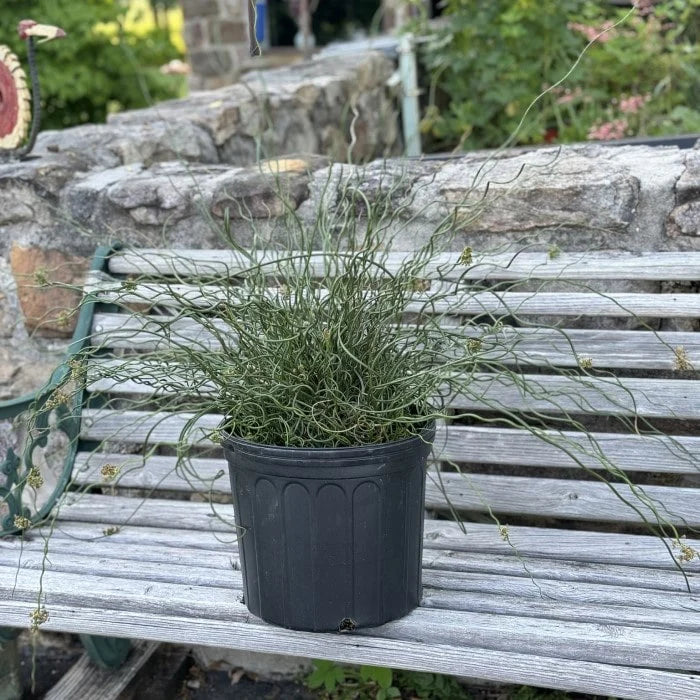 Corkscrew Rush Totally Twisted (Juncus effusus)