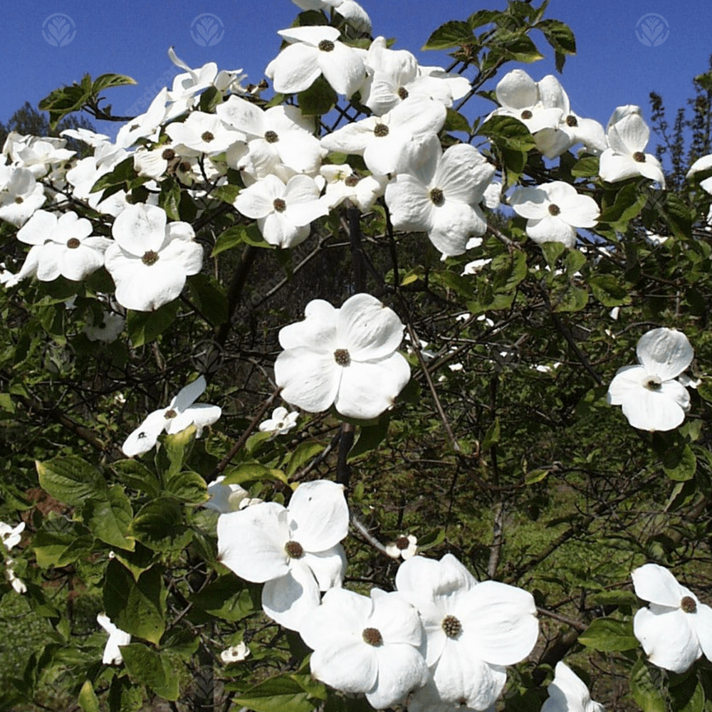 Dogwood x florida Eddies White Wonder (Cornus nuttallii) - Ladybird Nursery