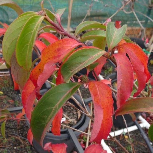 Dogwood Genat (Cornus Eric)